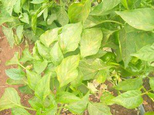 Early signs of powdery mildew