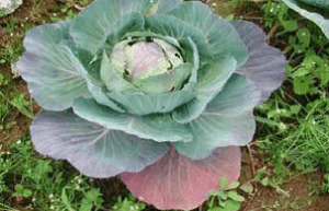 This is what causes purple discoloration and stunted growth in your cabbages