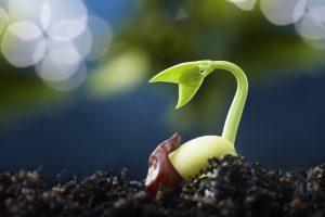 Causes of poor seed germination