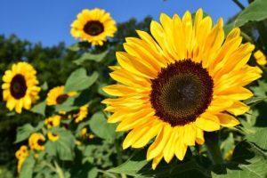 Investing in agriculture