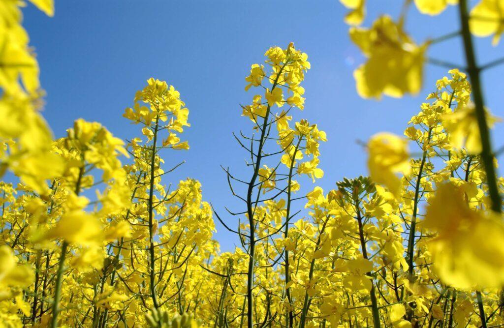 list of canola crops