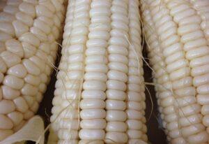 Full list of genetically modified GM crops in the market