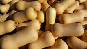 Butternuts farming Guide