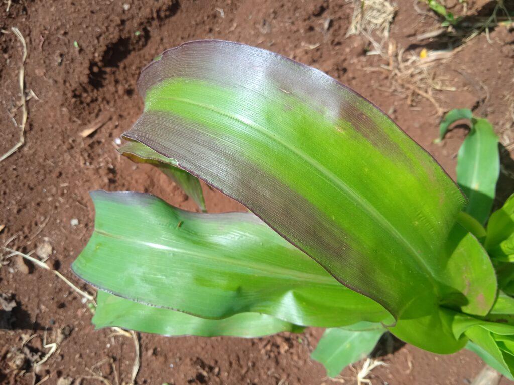 Phosphorus deficiency in maize farming