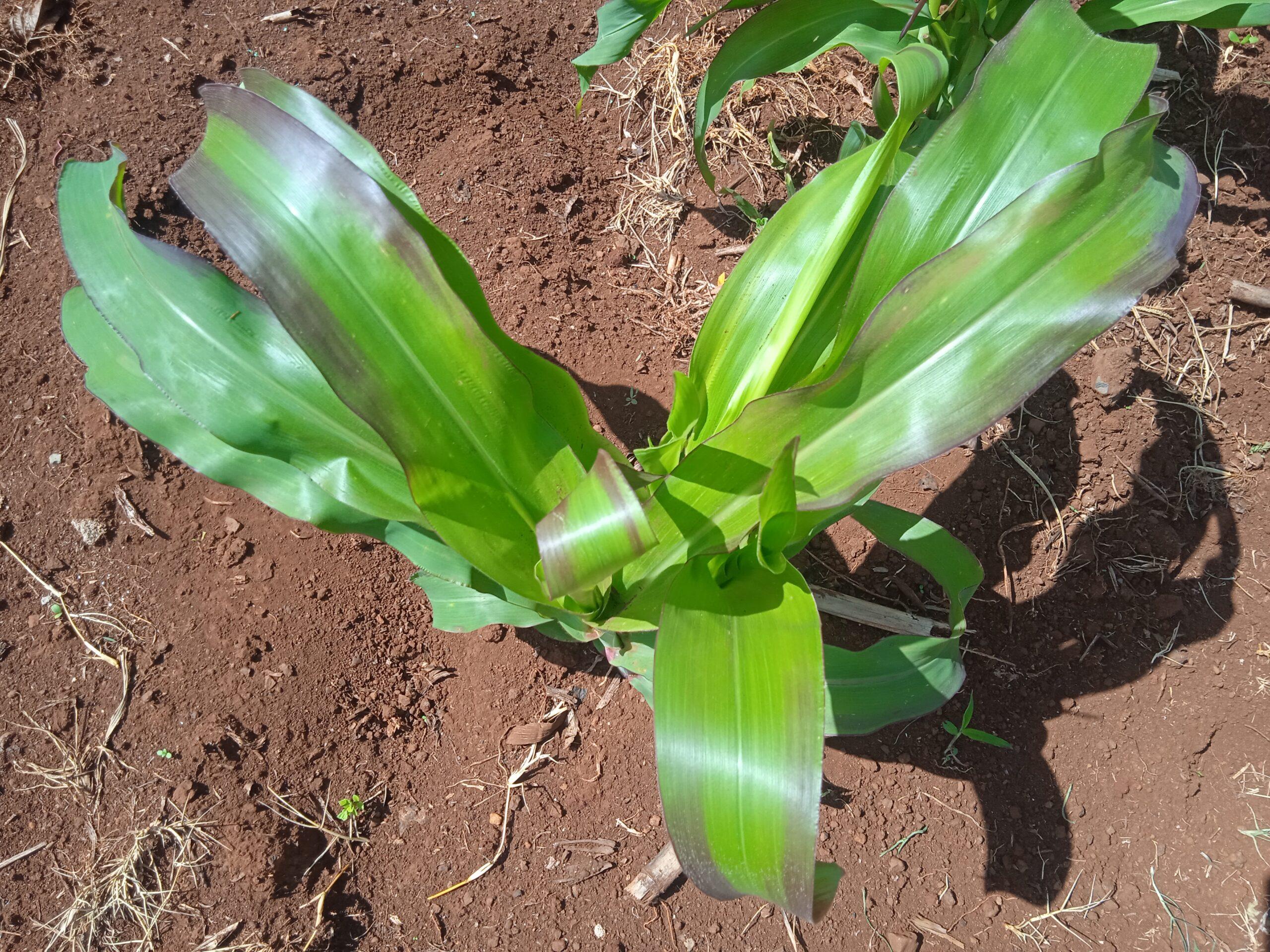 Phosphorus deficiency in maize farming