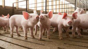 Key practices that will enhance piglet survival
