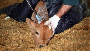 5 critical reasons for Dehorning your dairy cows