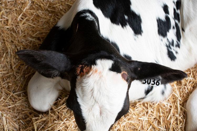 5 critical reasons for Dehorning your dairy cows