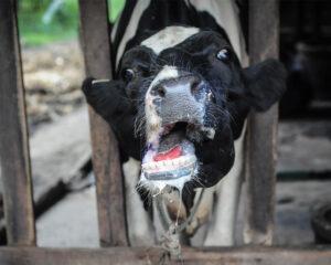 Causes and symptoms of foot and mouth disease