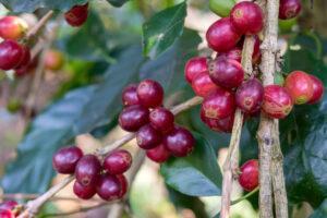 5 crops likely to be affected by global economic slowdown