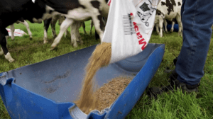 Little-known easy ways to identify low-quality animal feeds