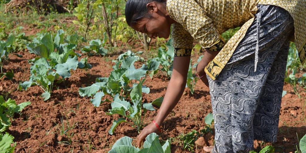 Crops with good profit in this dry season