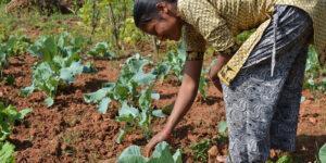 Crops with good profit in this dry season
