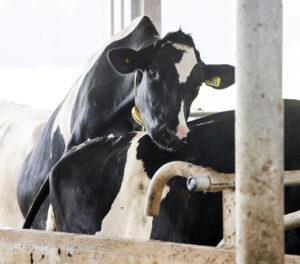 6 little-known reasons of a cow to delay in heat