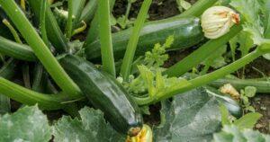 how to grow courgettes