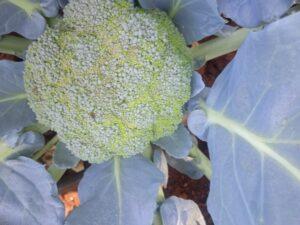 Broccoli farming