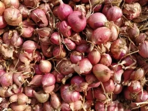 CAUSES OF SMALL SIZED ONIONS
