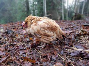 Causes, signs and How to Prevent Coccidiosis in chickens