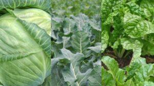 crops to avoid this rainy season