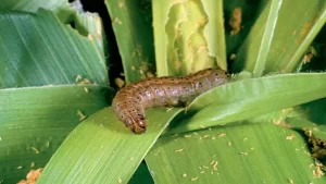 The most effective chemicals against fall armyworm 2023