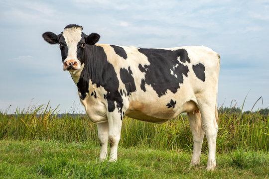 Holstein Friesian cow