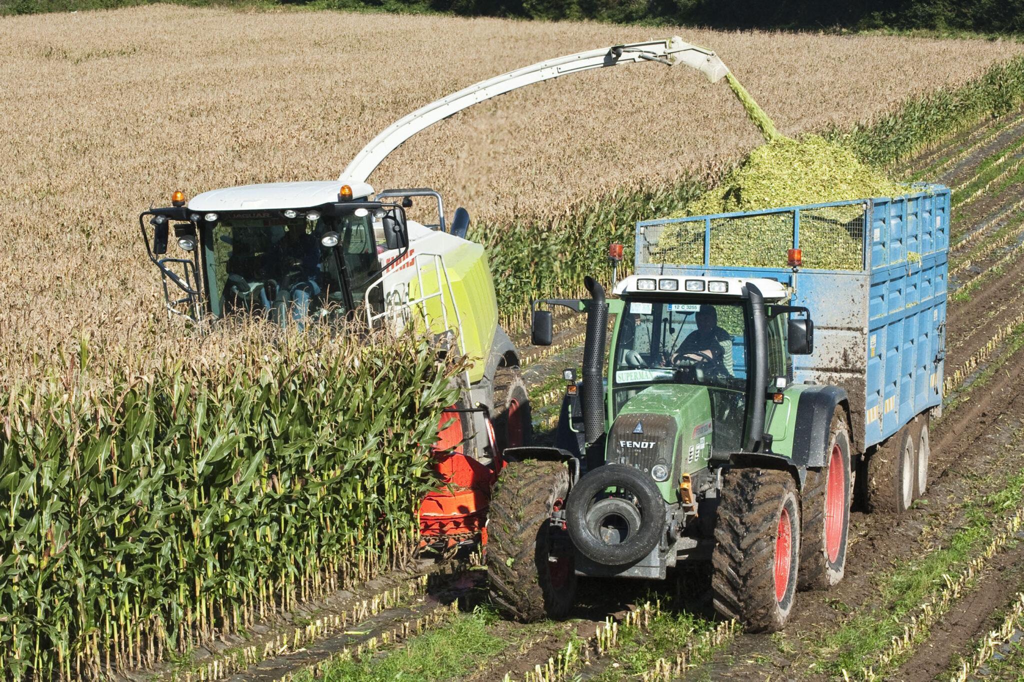 Best maize variety for silage