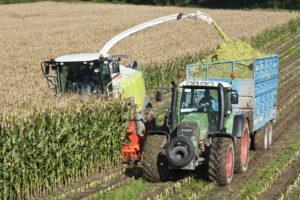 Best maize variety for silage