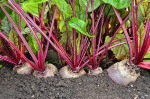 Beetroot farming in kenya
