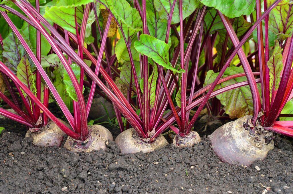 Beetroot farming in kenya