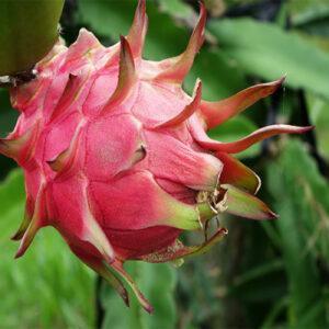 Dragon Fruit Farming