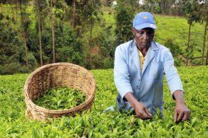The dying tea industry