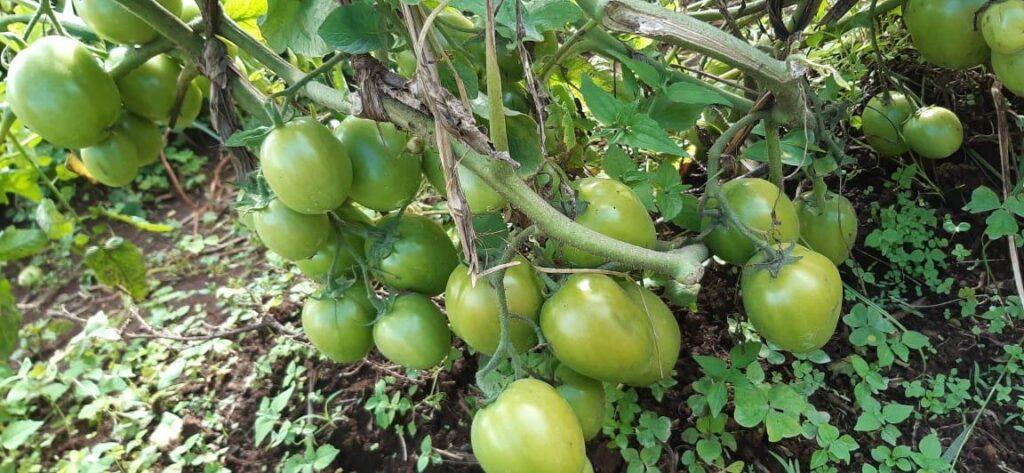 Best tomato to grow
