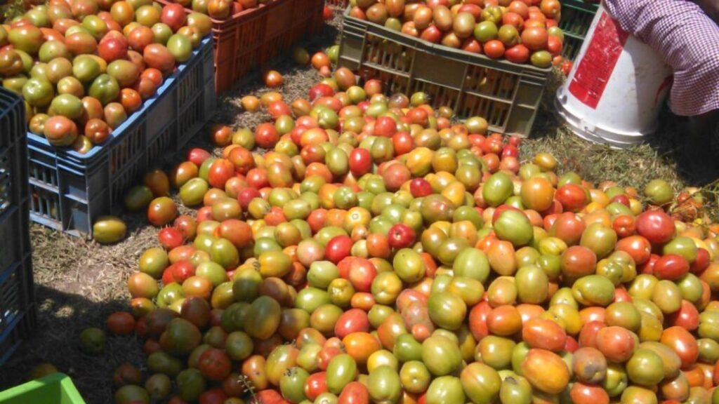 The best tomato variety to grow now