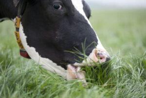 A dairy feeding on fresh growing foliage