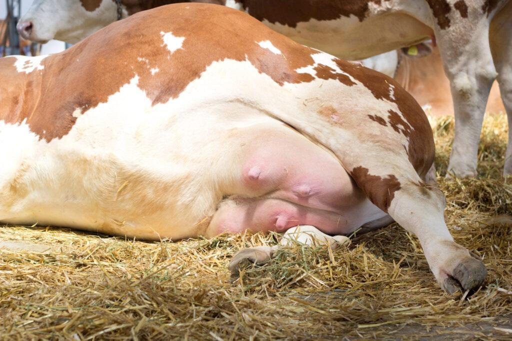 How to diagnose,treat,prevent the current fastest killer of cows