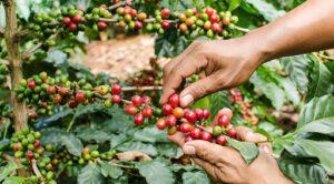 how coffee prices are determined