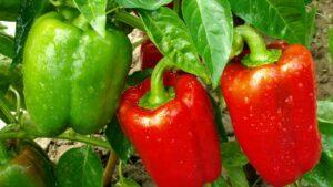 capsicum plant with fruits