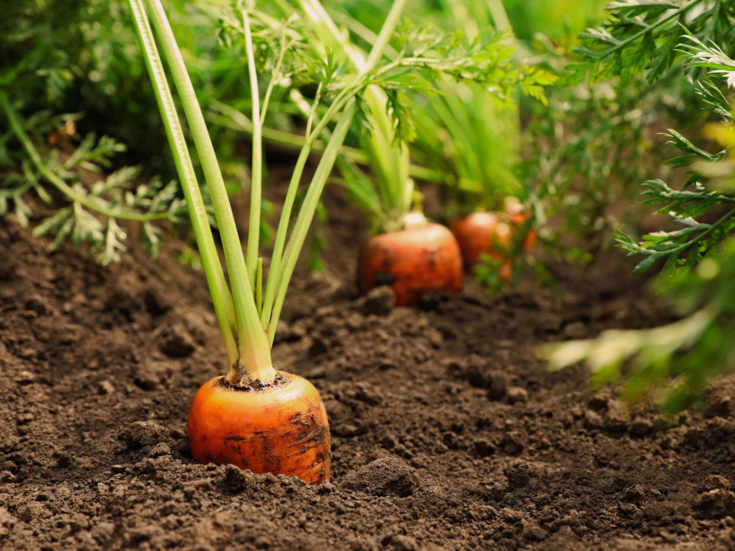 The most effective selective herbicides for carrots farming