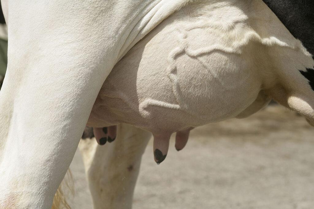 THE BEST UDDER SIZE.