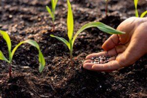 The best maize planting fertilizer