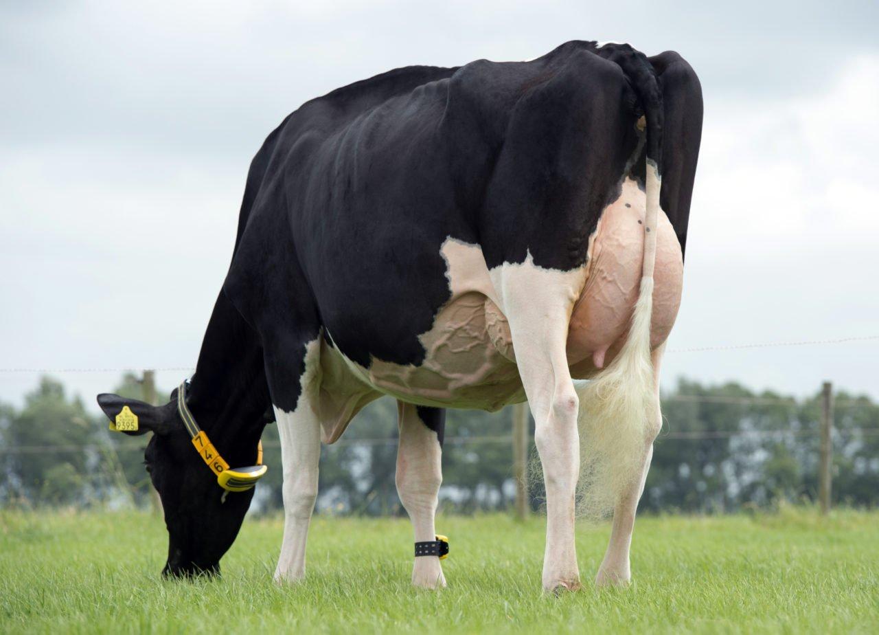 the best salts for dairy cow