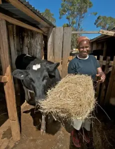 Best feeds for cows to increase milk
