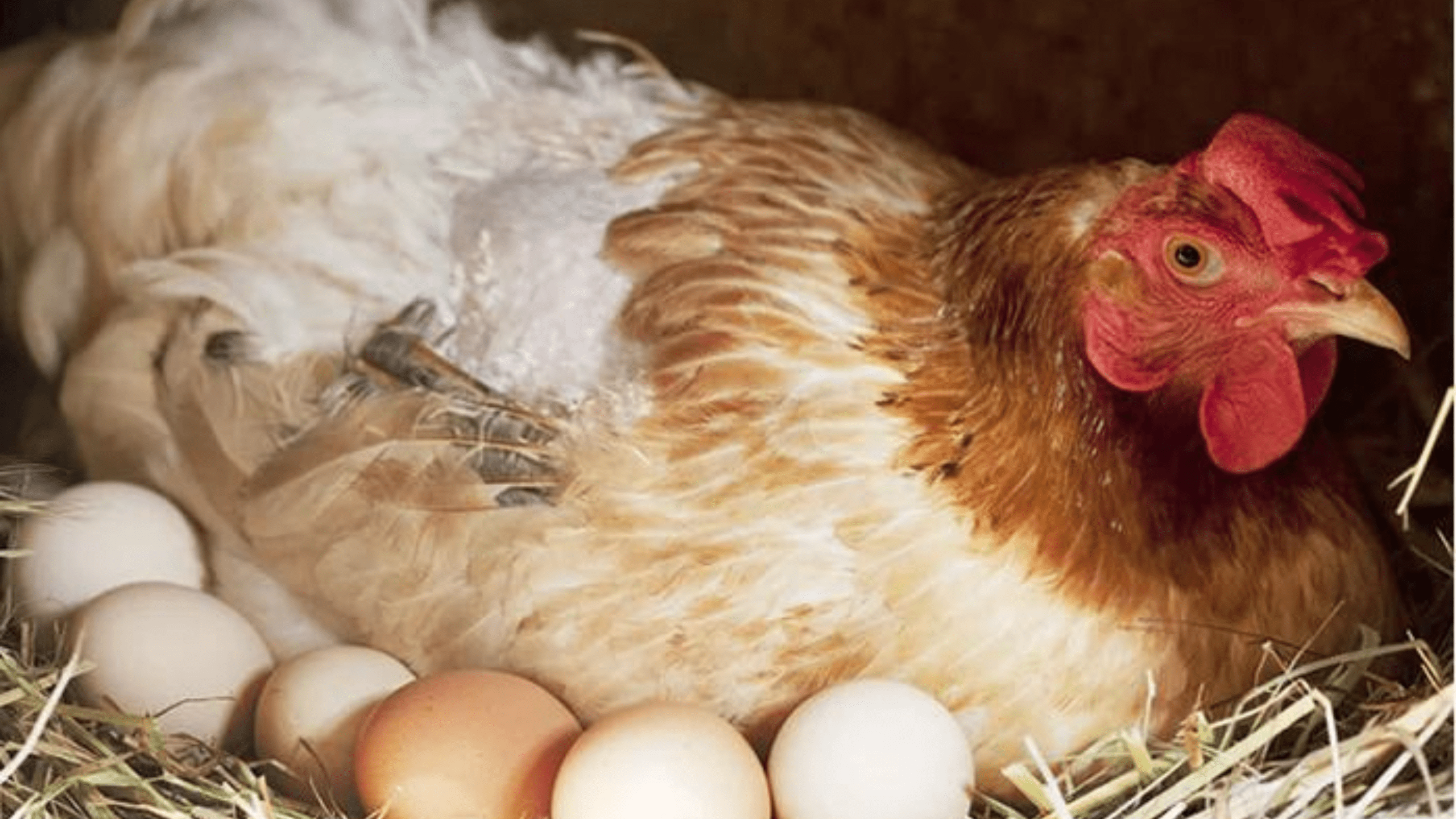How to make your chickens lay more eggs