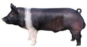 Best pig breeds in Kenya