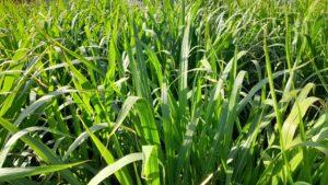Juncao grass farming in kenya