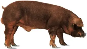 best breeds in Kenya
