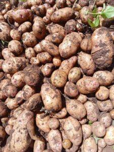 Potatoes prices in kenya
