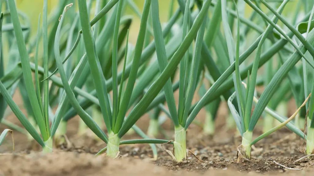 Best month to plant onions in kenya