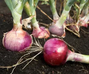 Best fertilizer for onions farming