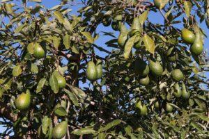 Secret for faster hass avocado growth